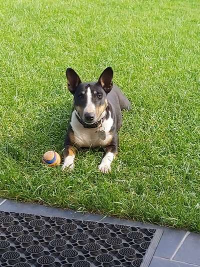 Miniatur Bull Terrier-Beitrag-Bild