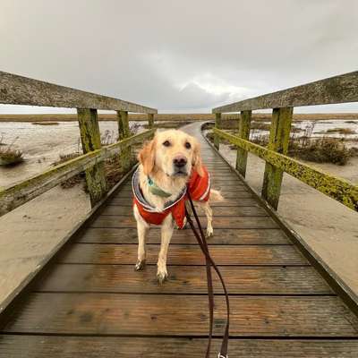 Hundetreffen-Hundefreundin gesucht-Bild