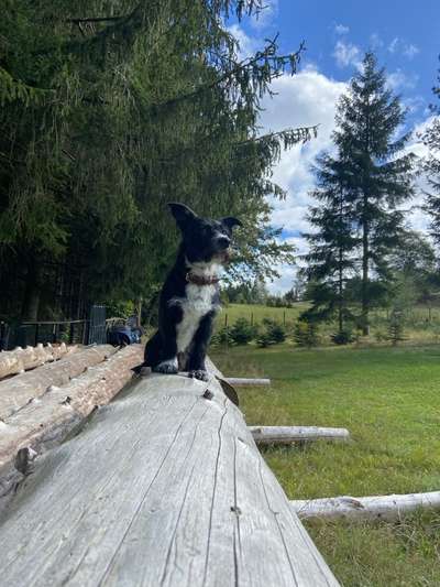 Hundetreffen-Training/Sozialisierung in Auerbach und Umgebung-Bild