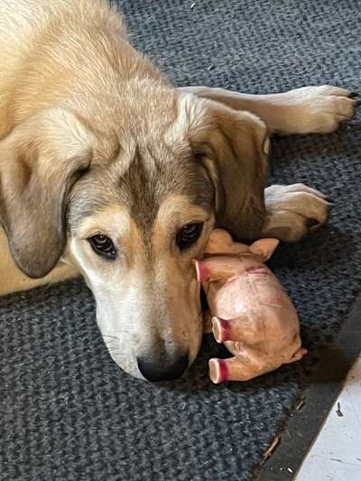 Fotochallange Nr. 57     PORTRÄT.   Beendet!!!!!!!!-Beitrag-Bild