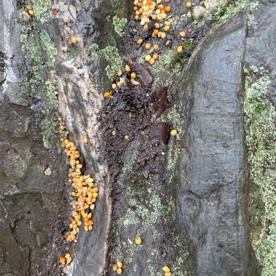 Giftköder-Giftköder am Ufer ggü. Standbad-Bild