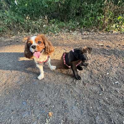 Hundetreffen-Gassi Runde-Bild