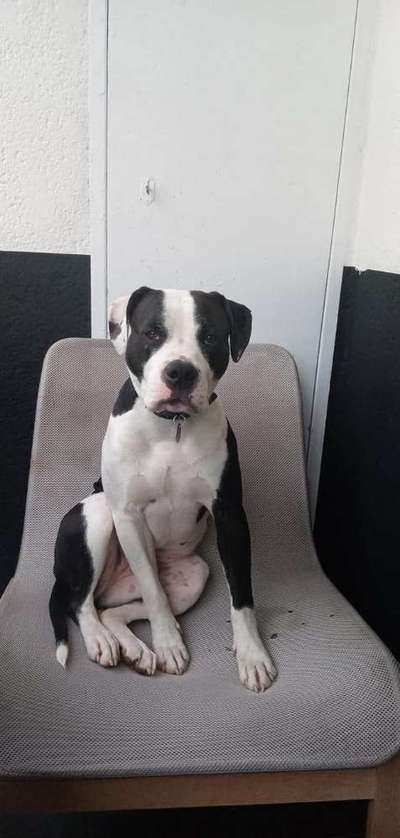 Olde English Bulldogge-Beitrag-Bild