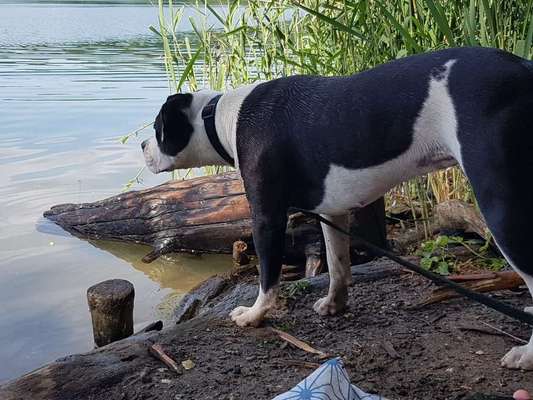 Die Dogorama Wochen Challenge-Beitrag-Bild