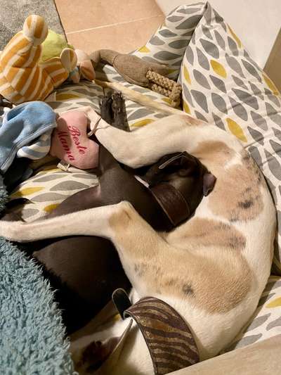 Die unbequemsten und lustigsten Schlafpositionen-Beitrag-Bild