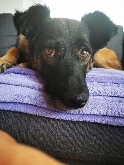 Hunde aus Rumänien-Beitrag-Bild