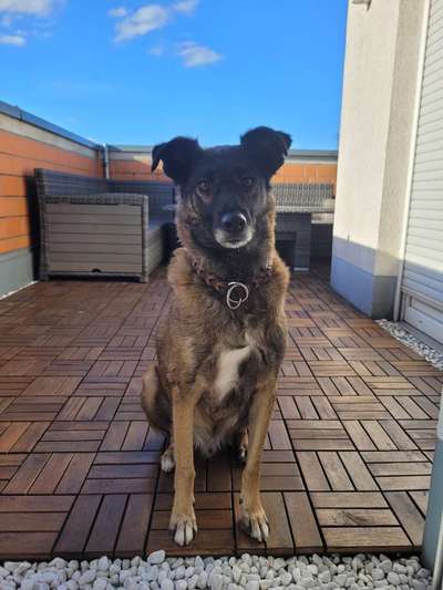 Hunde aus Rumänien-Beitrag-Bild