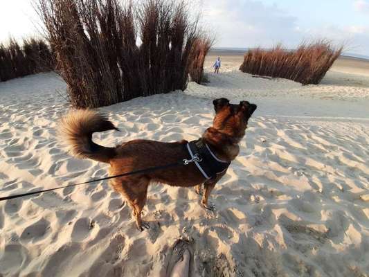 Hunde aus Rumänien-Beitrag-Bild