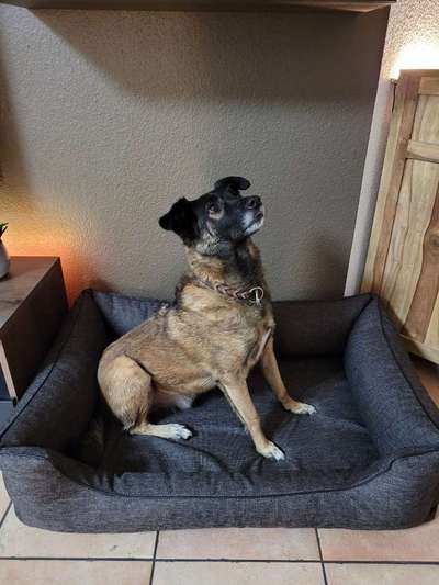 Hunde aus Rumänien-Beitrag-Bild