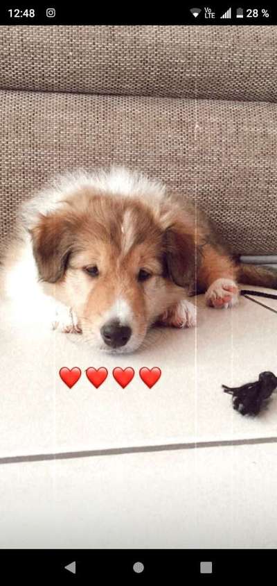 Als Welpen sind sie alle noch süßer-Beitrag-Bild