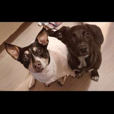 Hundetreffen-Spazierrunde mit spielen