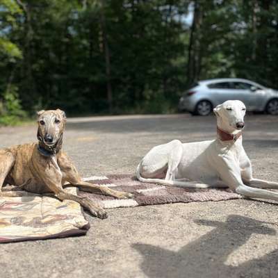 Hundeschulen-Hundsgenial-Bild