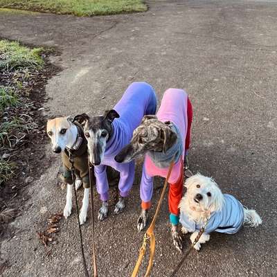 Hundetreffen-Social Walks-Bild