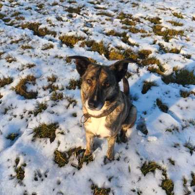 Hundetreffen-Entspannte Gassigefährten-Bild