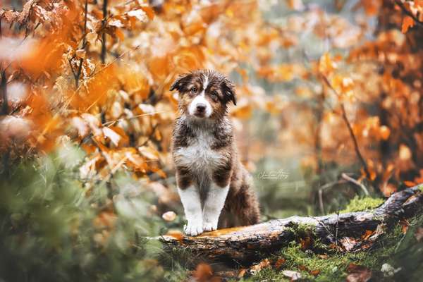 Hundetreffen-Austausch mit Gleichgesinnten-Bild