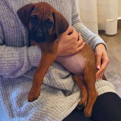 Hundetreffen-Hundetreff Ochtum am Flughafen