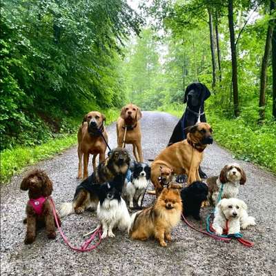 Hundetreffen-Hundetreff Stadtwaldsee Bremen-Bild
