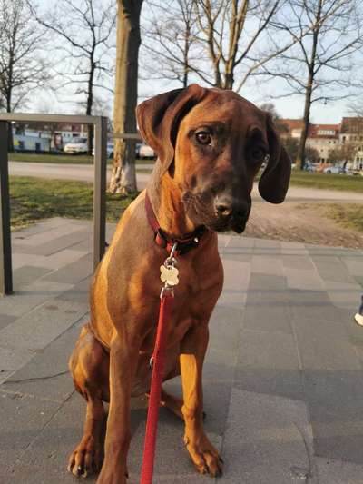 Rhodesian Ridgeback-Beitrag-Bild