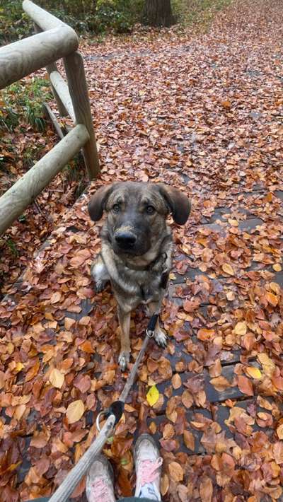 Hundetreffen-Trainingsspaziergang-Bild