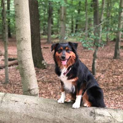 Hundetreffen-Freundschaft aufbauen-Bild