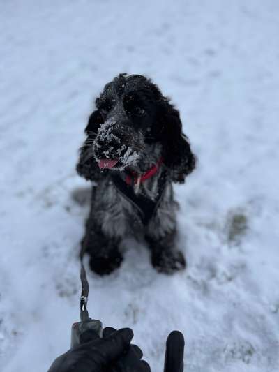 Hundetreffen-Lebhafte Freundin oder Freund gesucht-Bild