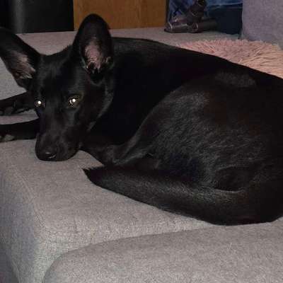 Hundetreffen-Mein junger wilder braucht wenn zum Toben.-Bild