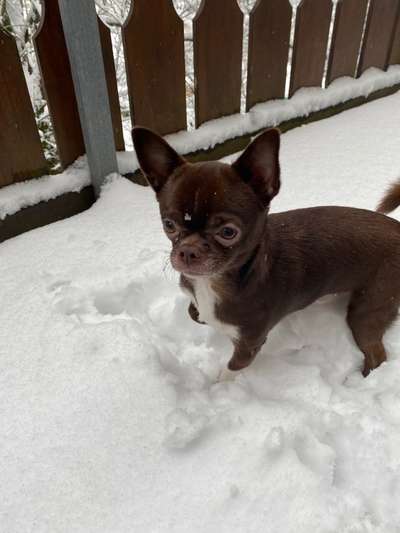 Wo sind die Chihuahua Besitzer ?-Beitrag-Bild