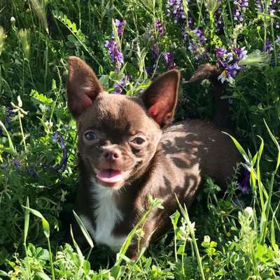 Hundetreffen-Kennenlernen :)-Bild