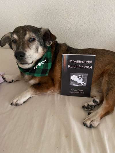 Hundetreffen-Seniorentreff-Bild