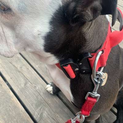 Antizieh Geschirr Amstaff-Beitrag-Bild