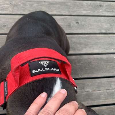 Antizieh Geschirr Amstaff-Beitrag-Bild