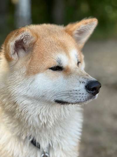 Akita Inu/American Akita (Mix) halter.-Beitrag-Bild