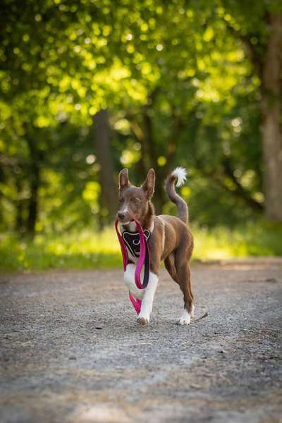 Giftköder-Ein Hund zieht ein !-Bild