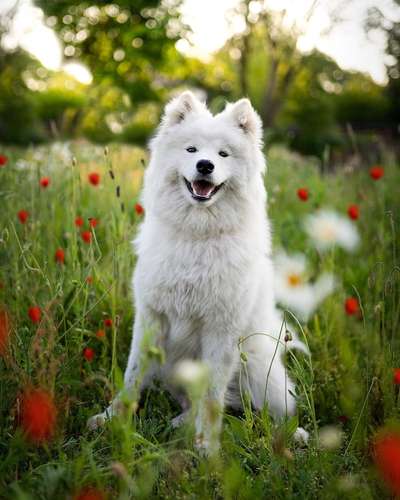 Hundetreffen-Gassirunde eventuell Spielen-Bild