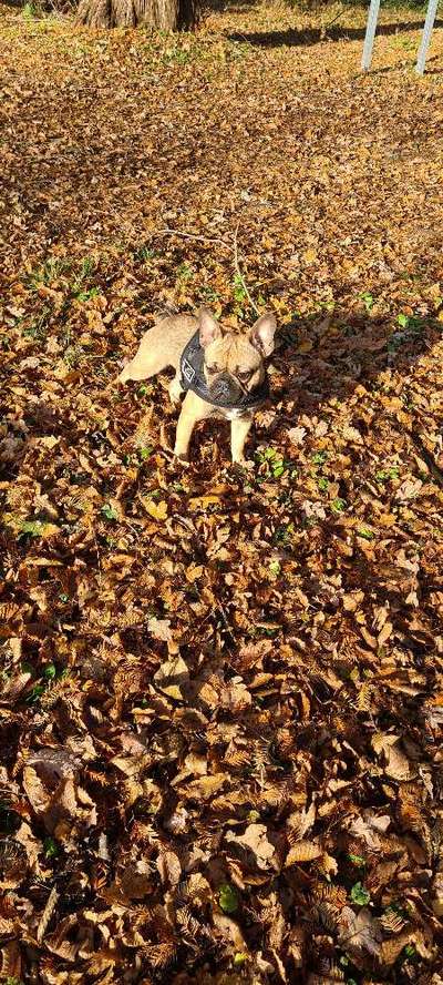 Französische Bulldoggen-Beitrag-Bild