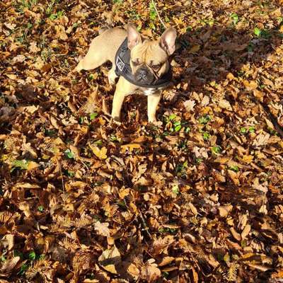 Französische Bulldoggen-Beitrag-Bild