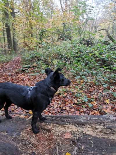 Hundetreffen-Regelmäßige, gemeinsamen Spaziergänge-Bild