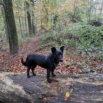 Hundetreffen-Wandern mit Hund-Bild