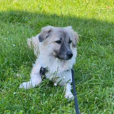 Hundetreffen-Hundekontakt üben / Social Walks