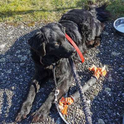 Hundetreffen-Suche gut sozialisierte Hündin für Erstkontakt / gemeinsame Gassi Runde-Bild