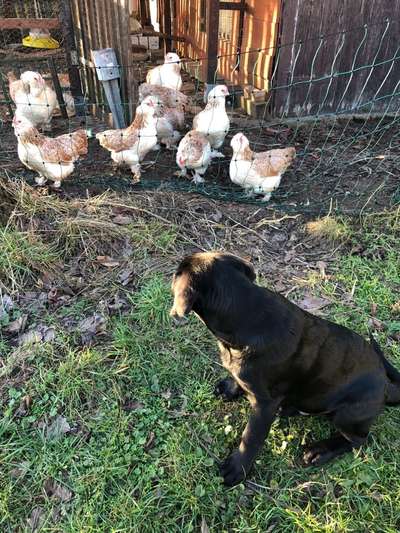 Hund an Hühner/Küken gewöhnen-Beitrag-Bild