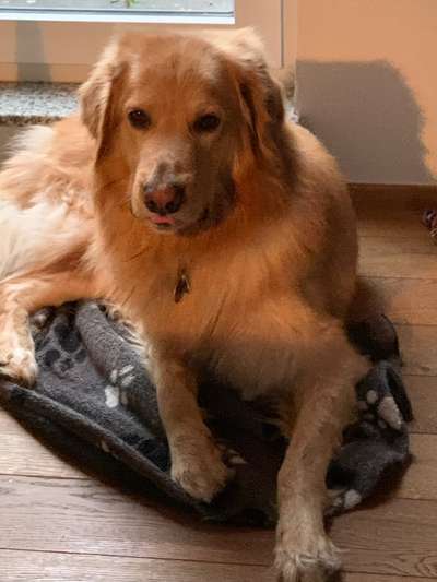 Hovawart-Beitrag-Bild