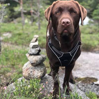 Hundetreffen-Spiel- und Spaziergefährten-Bild