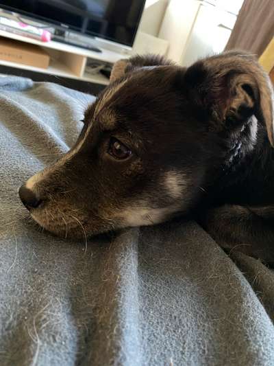 Welche Rassen könnten noch in mir stecken?-Beitrag-Bild