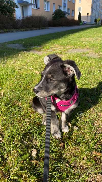 Welche Rassen könnten noch in mir stecken?-Beitrag-Bild