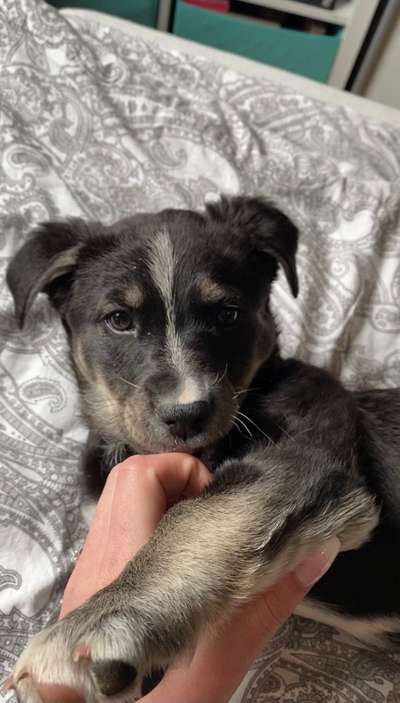 Als Welpen sind sie alle noch süßer-Beitrag-Bild