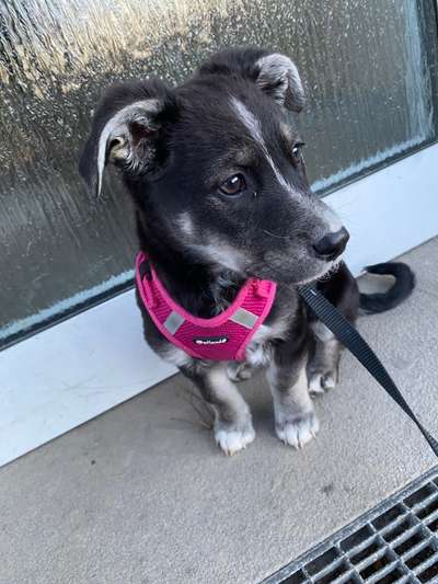 Welche Rassen könnten noch in mir stecken?-Beitrag-Bild