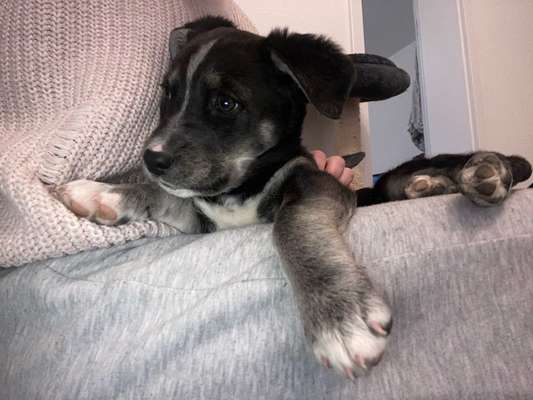 Welche Rassen könnten noch in mir stecken?-Beitrag-Bild