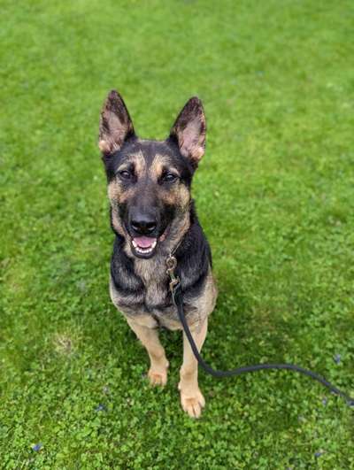 TierschutzhundeStammtisch🐕-Beitrag-Bild