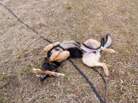 Dogorama Photo Challenge - Zeigt her eure Bäuche-Beitrag-Bild